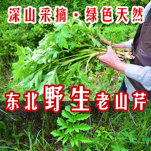 东北特产黑龙江伊春速冻野生老山芹黑瞎子芹山野菜大叶芹做馅包邮