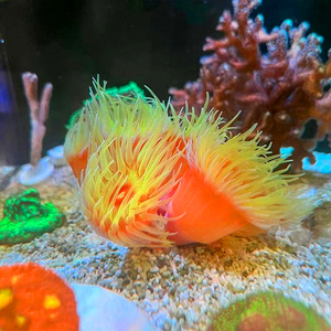 炮仗花珊瑚炮仗树太阳花 海水活体珊瑚nps软体生物水桃花海树人工