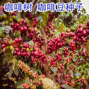 咖啡种子咖啡树种子咖啡树苗种苗日常饮用热带植物种子咖啡豆种子