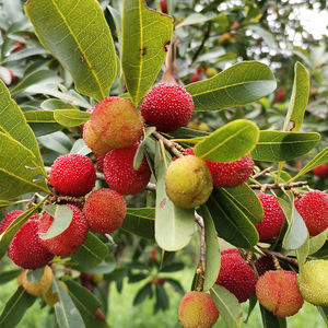 云南贵州深山野生新鲜青杨梅半青半红鲜果泡酒杨梅酸水果