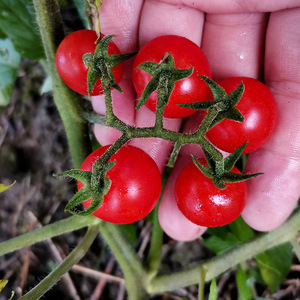 贵州野生小西红柿毛辣果小番茄酸汤材料孕妇水果生吃很酸顺丰包邮