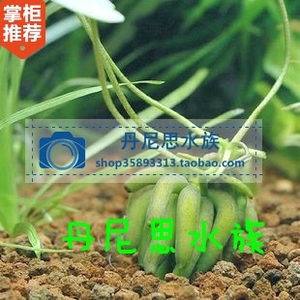 小对叶水草