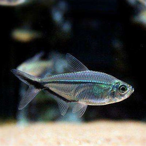 源鱼水族黑尾大勾热带鱼淡水鱼小型鱼灯科鱼活体观赏鱼群游鱼包邮