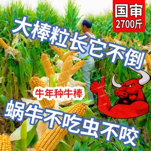 京科mc812玉米种图片