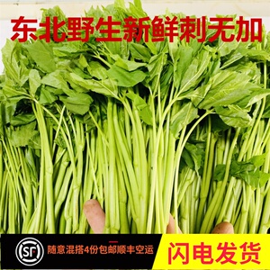 小鲜柚柚淘宝东北刺五加顺丰包邮刺果棒新鲜特产刺骨棒山野菜辽宁