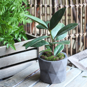 西西里新品 仿真绿色植物橡皮叶 龟背叶桌面盆栽摆件家居商铺装饰