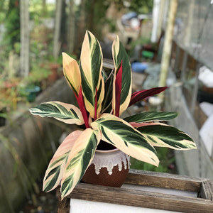 七彩竹芋盆栽办公室内客厅彩色绿植盆栽净化空气吸甲醛美观原土发