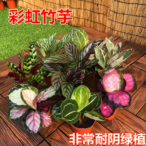 办公桌面竹芋绿植组合小盆栽 红美丽吸甲醛彩色观叶易养水培植物