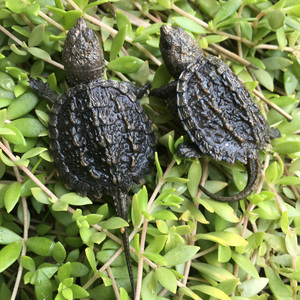 鳄龟纯佛爆刺王杂佛鳄鱼龟苗宠物小鳄佛罗里达乌龟活物北美小鳄龟