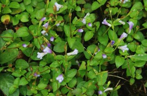 新鲜母草 四方草 开怀草 田基蓝 四方骨500g