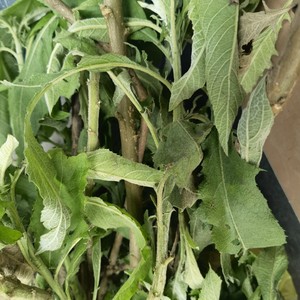 大风艾 新鲜大风草 艾纳香 牛耳艾  月子洗澡草大艾草枝叶1斤干品