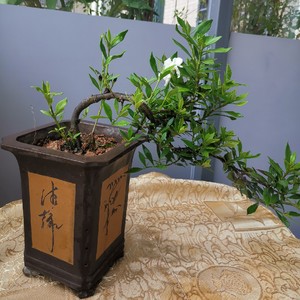 小叶单瓣栀子花细叶水横枝高提根盆景悬崖造型老桩植物办公室花卉