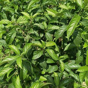 【青青树】青青树品牌,价格 - 阿里巴巴