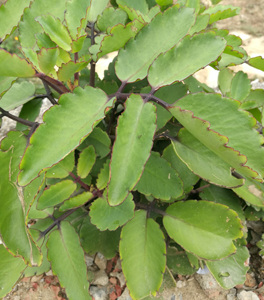 新鲜药用落地生根不死鸟叶爆芽天灯笼倒吊莲三七草500克