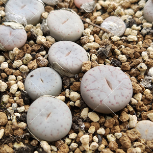 c69曲玉宝贵玉1.5年株多肉番杏科生石花lithopspseudotruncatella