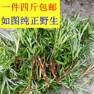 当天发包邮四斤野生红黎蒿藜蒿带叶泥蒿芦蒿湖南特产湖直销农产品