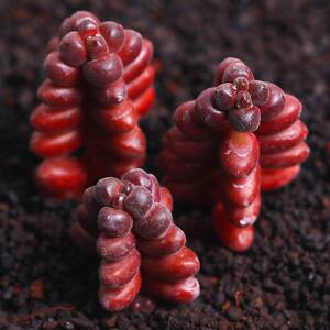 红色珊瑚珠耳坠草多肉植物盆栽办公桌面小盆景肉肉绿植花卉防辐射