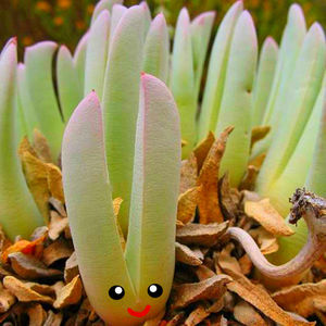 大钳子 虾钳蟹钳多肉植物盆栽番杏科肉锥属少将 大枪萌肉肉花卉