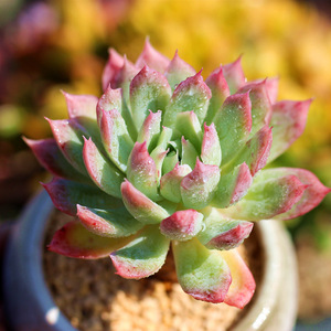 蓝安娜火焰杯多肉植物办公桌防辐射绿植盆栽创意迷你花卉净化空气