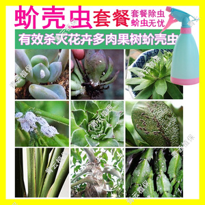 多肉白色虫子药植物多肉虫剂根粉蚧介壳虫疥虫多肉虫药农药除虫剂