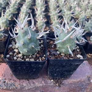 优选纸质武藏野仙人球团扇仙人掌沙生多肉植物稀有不扎手盆栽