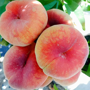 【蟠桃水果新鲜包邮】蟠桃水果新鲜包邮品牌,价格 - 阿里巴巴