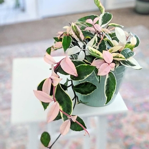 三色球兰金边球兰锦 花叶球兰锦垂吊开花植物多年生耐热绿植盆栽