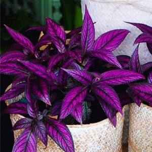 波斯红草红贝马蓝梦幻紫色叶观叶植物阳台耐阴耐晒多年生盆栽绿植