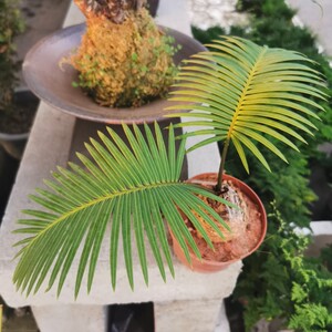 日本白鳞石铁树花卉小盆栽室内外观叶绿植桌上盆景多年生耐晒植物