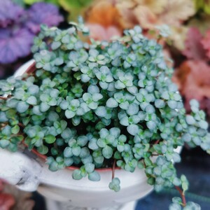 bb草冷水花垂吊盆栽观叶绿植室内办公桌面多年生耐阴吸甲醛植物