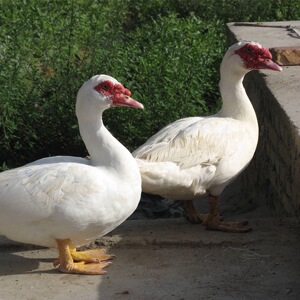 鱼塘散养番鸭现杀活鸭9-10斤白条藤鸭大鸭子整鸭冷链运输新鲜包邮