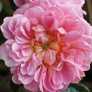 宝藏/月季/花苗/可食用/粉嫩/淡香/多季/纽扣眼