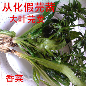 从化带根假芫茜500克 新鲜刺芹大叶芫荽缅芫荽野香菜煲汤