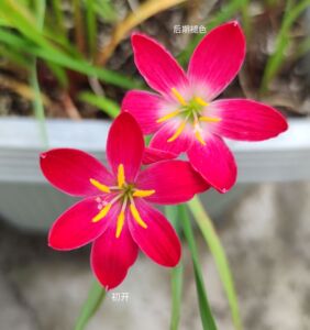 红色系列新品风雨兰小红莓 红欢欢 大红莓