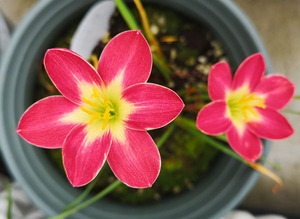 red angel红天使开花球(红色细的黄边)