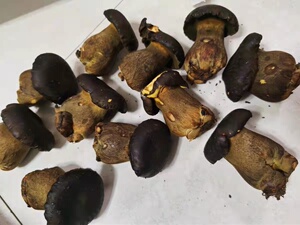 新鲜黑牛肝菌  蘑菇  500g  京津冀满68包邮顺丰