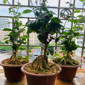 德庆巴戟天盆景植物室内四季常青窗台庭院阳台好养盆栽绿植苗花卉