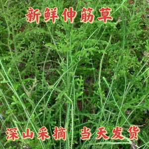 伸筋草新鲜广东潮汕深山野外中药材天然食用石松狮子草舒筋草500g