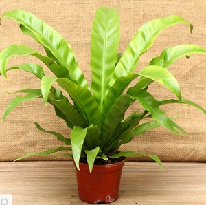 室内绿植盆栽鸟巢蕨类花卉植物阔叶鸟巢蕨绿植墙专用盆栽净化空气