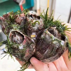 野生特大藤壶鲜活水产海鲜雀嘴蚝头火山口网红美食五斤装包邮