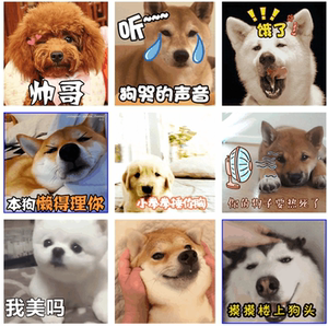 抖音超火可爱小狗表情包搞笑狗狗表情包撩妹撩汉表情包聊天gif图