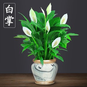 白掌一帆风顺植物花卉桌面小盆栽好养的室内绿植吸甲醛净化空气
