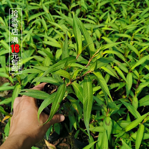 越南香菜 越南芫荽 叻沙叶香柳菜食用香草了籽盆栽苗 阳台耐湿热