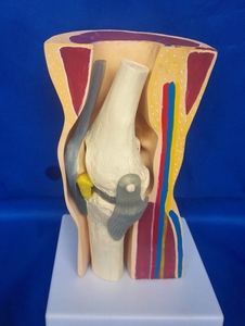 人体膝关节解剖结构骨骼骨架皮肤医用教学模型讲解展示