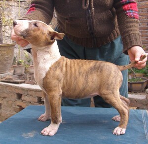 纯种牛头梗幼犬棕色虎斑纹虎皮迷你斗牛梗个性小哥哥喜爱