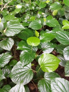 包邮湛江现摘新鲜野生 包粽子b备 假蒌叶 蛤篓叶 蛤蒌 假娄野菜香