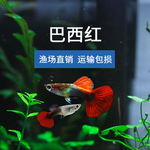 精品巴西红扇褶扇孔雀鱼纯种热带小型鱼观赏鱼孕母临产水族胎生