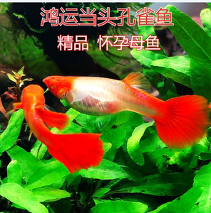 纯种精品双分水鸿运当头缎带孔雀鱼热带小型观赏鱼怀孕鱼临产鱼