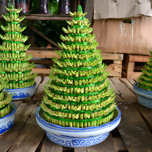 室内盆栽水培富贵竹塔之王 13层富贵竹塔事业节节高气场高档盆栽