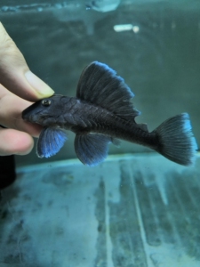 【影子水族小铺】 l239  蓝丝绒异型鱼  野生异形 南美异形鱼